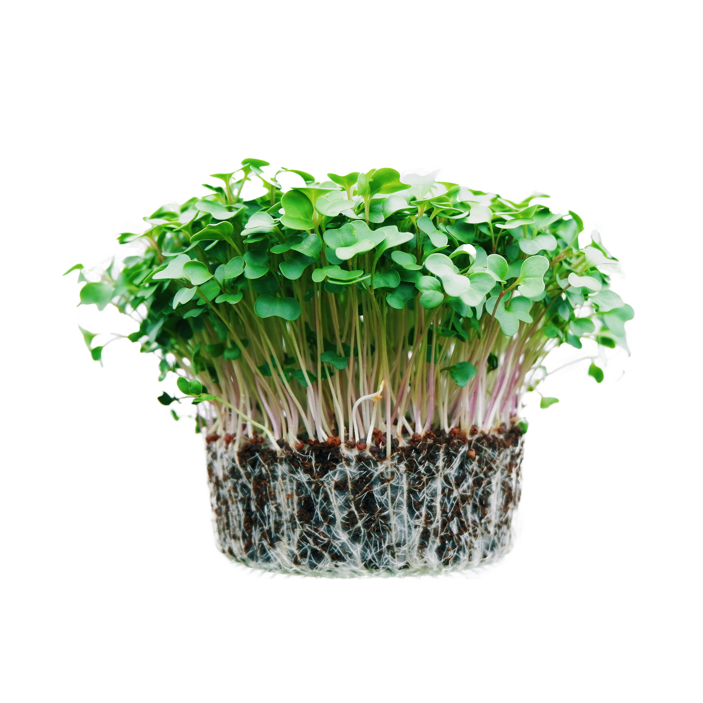 Broccoli Microgreens