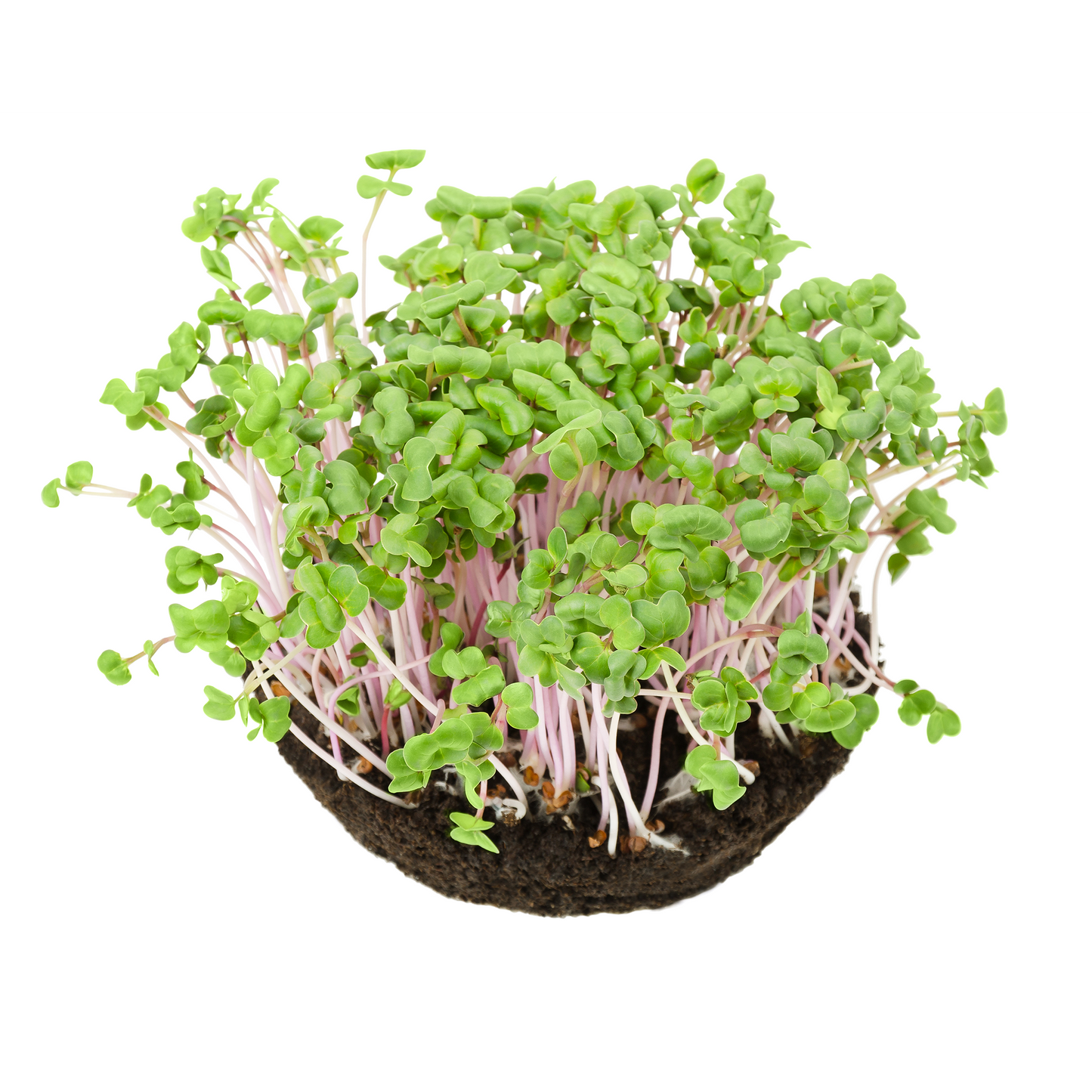 Radish Microgreens