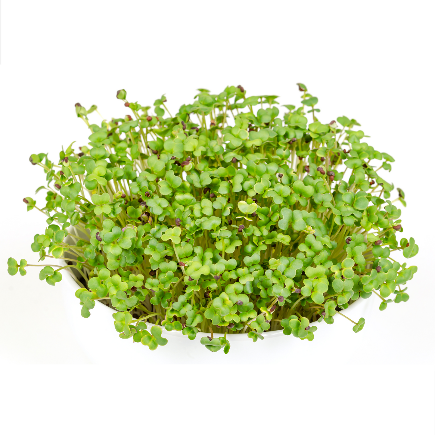 Mustard Microgreens