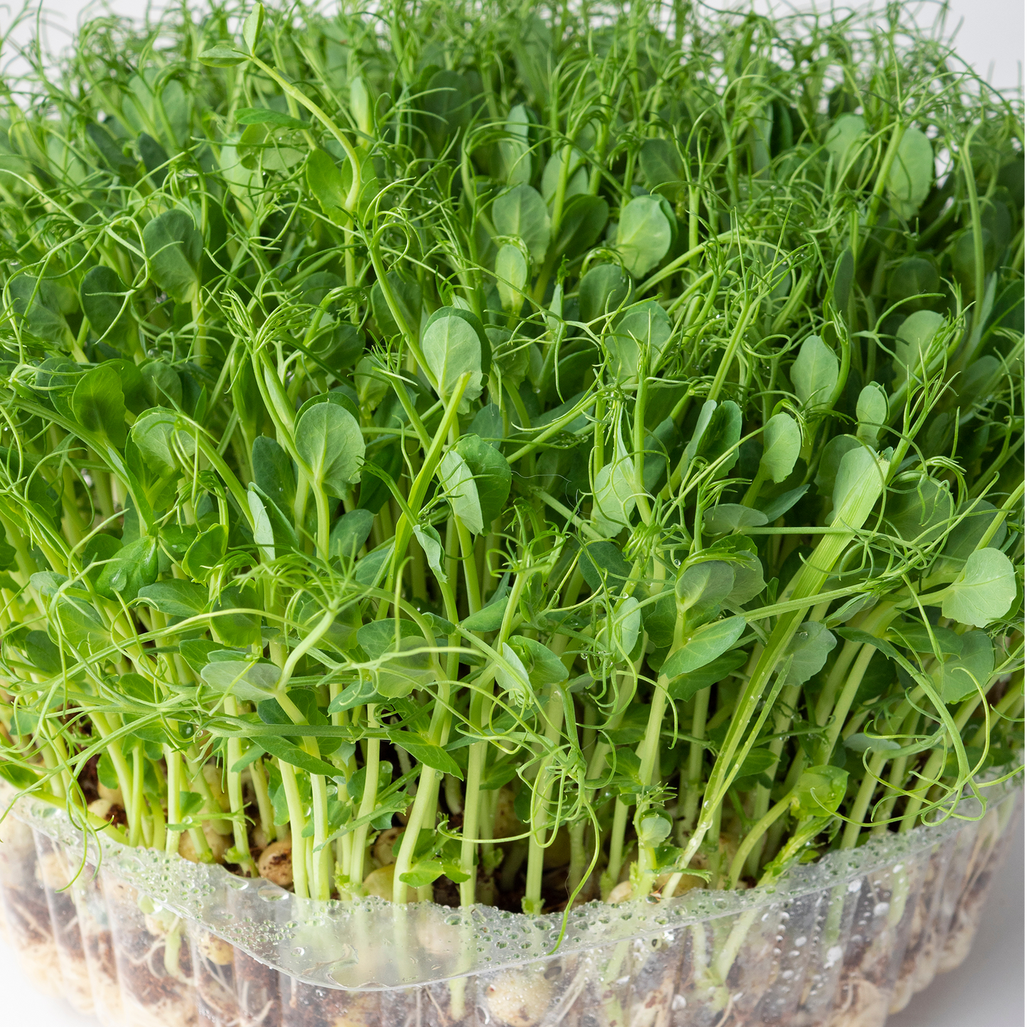 Pea Sprouts