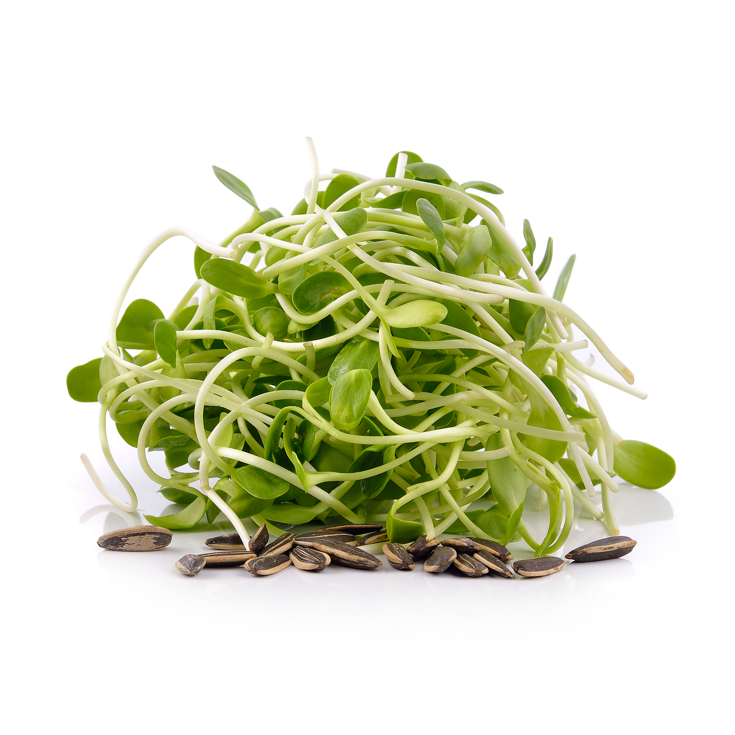 Sunflower Sprouts