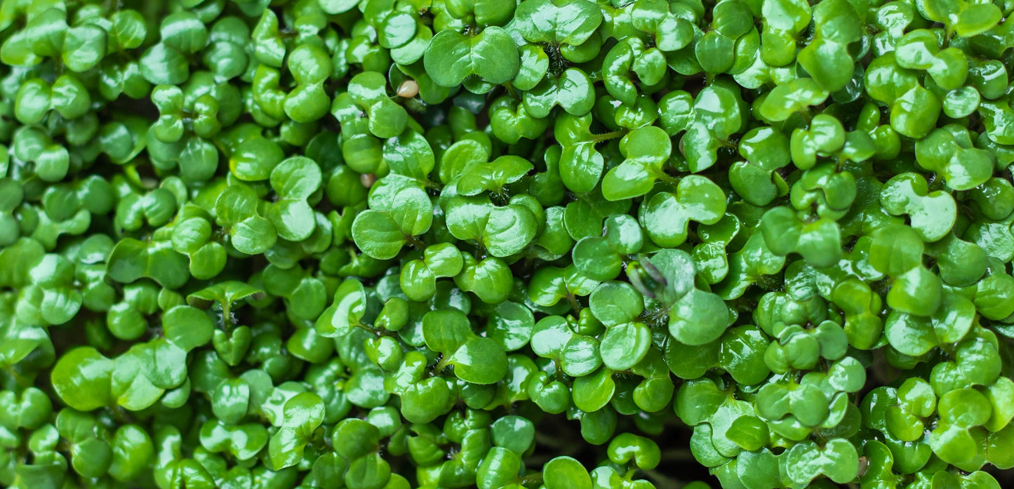 Mustard Microgreens