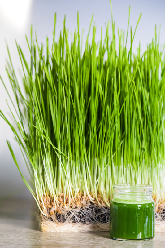 The Cat's Grass (Live Wheat Grass)