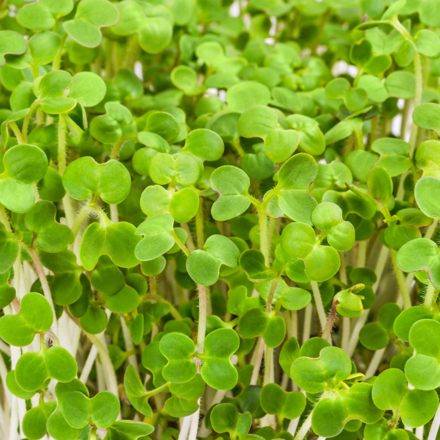 Mustard Microgreens