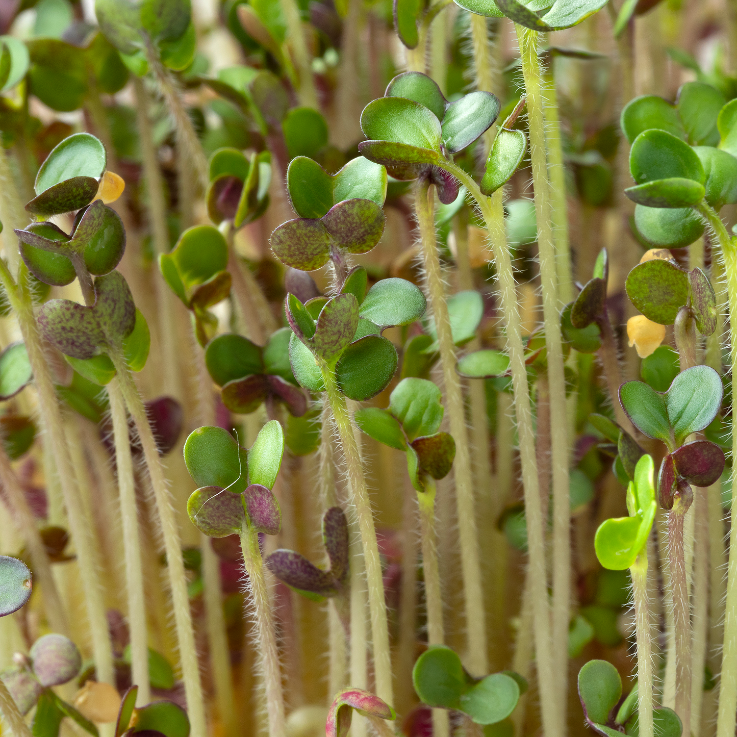 Mustard Microgreens